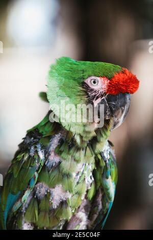 Perroquet vert macaw exotique sans plumes, oiseau de forêt tropicale de pluie d'amazone malade Banque D'Images