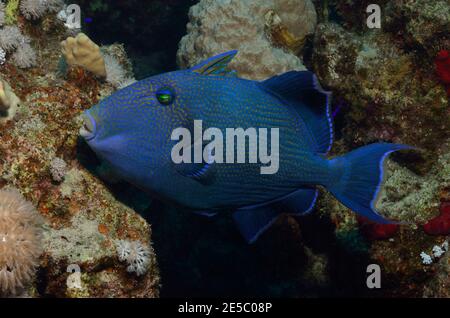 Pseudobalistes fuscus, triggerfish bleu, Blauer Drückerfisch, Blaustreifen-Drückerfisch, Coraya Beach, Rotes Meer, Ägitten, Mer Rouge, Egypte Banque D'Images