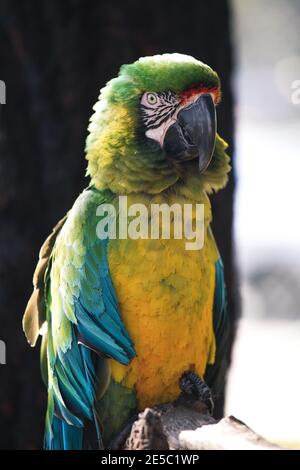 Perroquet vert macaw exotique sans plumes, oiseau de forêt amazonienne malade Banque D'Images