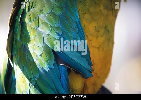 Perroquet vert macaw exotique sans plumes, oiseau de forêt amazonienne malade Banque D'Images