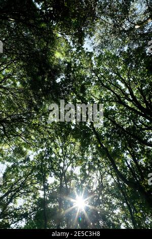 Un ciel d'été bleu pâle au-dessus de la voûte plantée de bouleau éclairée par le soleil; des couronnes vertes à feuilles complètes au sommet des arbres élancés ombragent l'intérieur de la forêt. Banque D'Images