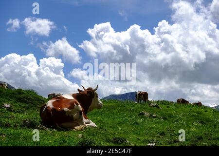 la vache se trouve dans un pré vert et regarde le d'autres vaches dans les montagnes avec un ciel merveilleux Banque D'Images