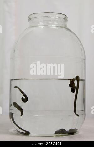 Hirudothérapie. Les sangsues médicale dans l'eau avant traitement Banque D'Images