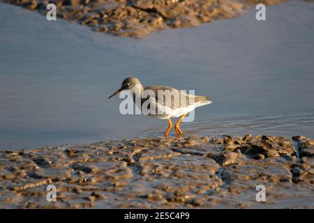 Une queue d'arbalde commune ou simplement une queue d'arbalde (Tringa totanus) se nourrissant en eau peu profonde. Banque D'Images