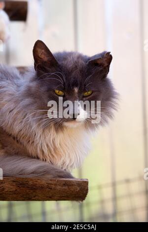 Le chat gris foncé fumé à la poitrine blanche avec une oreille déchirée en lambeaux se trouve sur un banc en bois à l'extérieur, photo verticale Banque D'Images