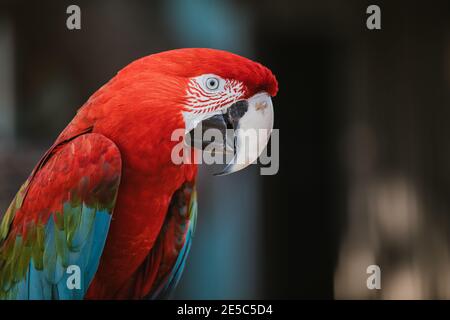 Le perroquet de la macaw de l'écarlate se rapproche en plein air sauvage