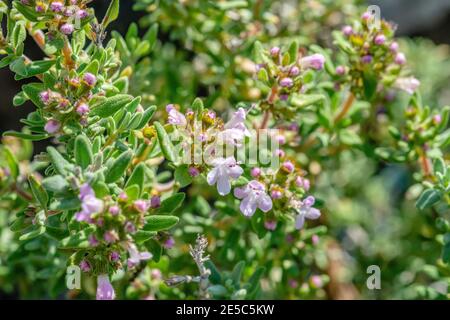 Gros plan d'un Thymus vulgaris Anot, plante de thym épicée avec des fleurs Banque D'Images