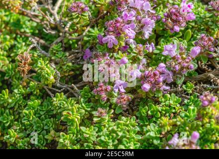 Gros plan d'une plante de thym aux épices orange Tymus vulgaris avec fleurs Banque D'Images