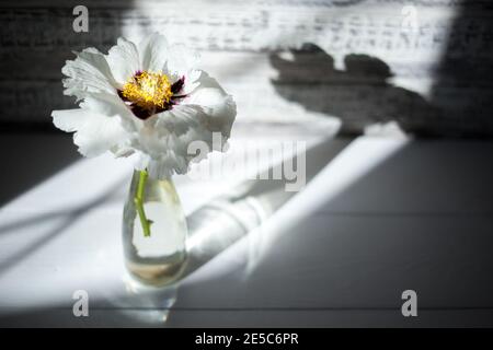 Paeonia suffruticosa blanc bouquet de fleurs de pivoine dans un vase en verre avec ombre, réflexion sous forme d'ange. Fleur de printemps en fleurs avec Banque D'Images