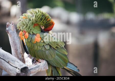 Perroquet vert macaw exotique sans plumes, oiseau de forêt tropicale de pluie d'amazone malade. Sauvetage d'oiseaux exotiques. Banque D'Images