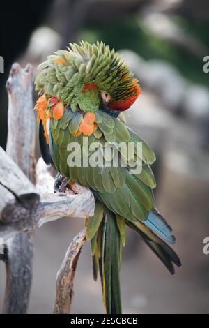 Perroquet vert macaw exotique sans plumes, oiseau de forêt tropicale de pluie d'amazone malade. Sauvetage d'oiseaux exotiques. Banque D'Images