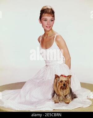 AUDREY HEPBURN (1929-1993) actrice britannique vers 1960 avec son Yorkshire Terrier M. Famous Banque D'Images