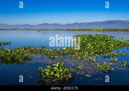 Plantes vertes poussant sur le lac Inle, canton de Nyaungshwe, Taunggyi Banque D'Images