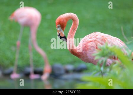 Un flamant rose se prépose dans le jardin de Balata, Martinique Banque D'Images