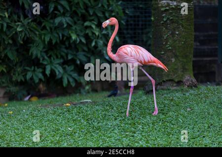 Un flamant rose traverse la verdure du jardin de Balata, Martinique Banque D'Images