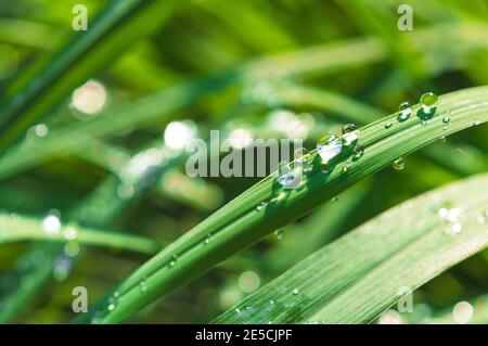 La rosée est les gouttelettes d'eau que nous trouvons le matin sur les feuilles et d'autres choses à l'extérieur, et habituellement au printemps ou en hiver quand l'air est froid. Banque D'Images