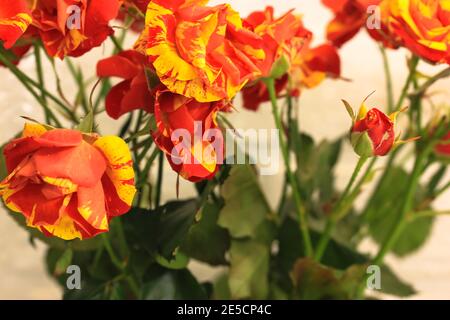 Un bouquet de belles petites roses en deux couleurs de jaune et de rouge sur fond blanc. Un cadeau d'anniversaire, Saint-Valentin, 8 mars, la fête des mères Banque D'Images