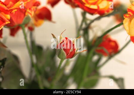 Un bicolore jaune et rouge magnifique rose bourgeon sur fond blanc mur. Bonjour printemps. Un cadeau d'anniversaire, Saint-Valentin, 8 mars, Fête des mères . Élevée Banque D'Images