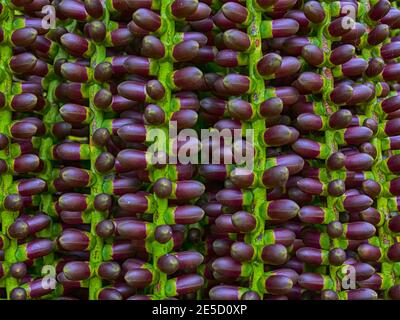 Fruit de l'arbre de Mayang. (Mayang pinang, Arenga pinnata) un des arbres utilisés pour produire des Sopi. Sopi est une boisson locale populaire sur les îles de Maluku, Moluques, Banque D'Images