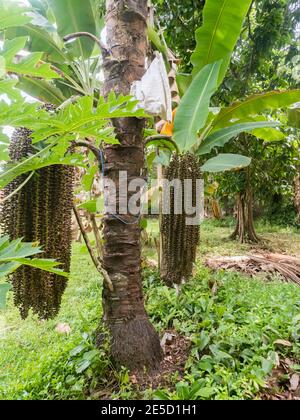 Fruit de l'arbre de Mayang. (Mayang pinang, Arenga pinnata) un des arbres utilisés pour produire des Sopi. Sopi est une boisson locale populaire sur les îles de Maluku, Moluques, Banque D'Images