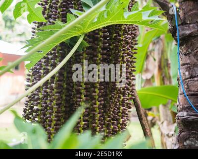 Fruit de l'arbre de Mayang. (Mayang pinang, Arenga pinnata) un des arbres utilisés pour produire des Sopi. Sopi est une boisson locale populaire sur les îles de Maluku, Moluques, Banque D'Images