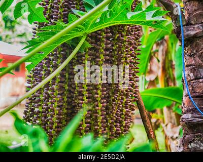 Fruit de l'arbre de Mayang. (Mayang pinang, Arenga pinnata) un des arbres utilisés pour produire des Sopi. Sopi est une boisson locale populaire sur les îles de Maluku, Moluques, Banque D'Images