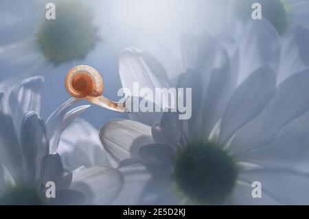 Gros plan d'un escargot miniature sur une fleur blanche, Indonésie Banque D'Images