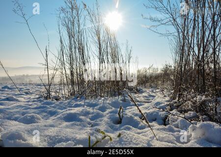 Le soleil brille derrière de grandes herbes en hiver avec beaucoup de neige dans la nature de Spessart, Bavière, Allemagne, avec brouillard le matin dans la vallée Banque D'Images