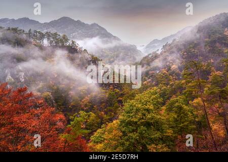 Paysage forestier de montagne et d'automne dans la brume, Yamanashi, Japon Banque D'Images