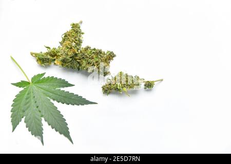 Gros plan d'une feuille de cannabis et de la marijuana Banque D'Images