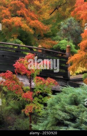 Couleurs d'automne éclatantes parmi les arbres du jardin japonais de l'île Tsuru à Gresham, Oregon. Banque D'Images