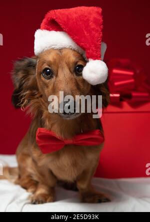 Dachshund assis devant un cadeau de Noël portant un Chapeau de père Noël et noeud papillon Banque D'Images