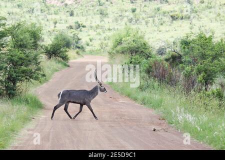 Mâle Waterbuck traversant la route, réserve naturelle de Pilansberg, Afrique du Sud Banque D'Images