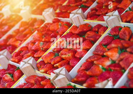 Fraises fraîchement récoltées dans des caisses en bois sur le comptoir à marché agricole Banque D'Images