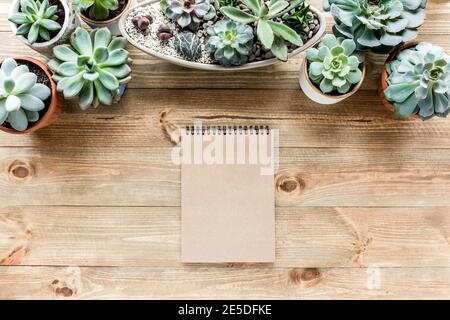 cadre fleuri avec succulents motif minimal d'arrangement de baies créatives sur fond de bois. flat lay, vue de dessus. fond d'écran de noël. Banque D'Images