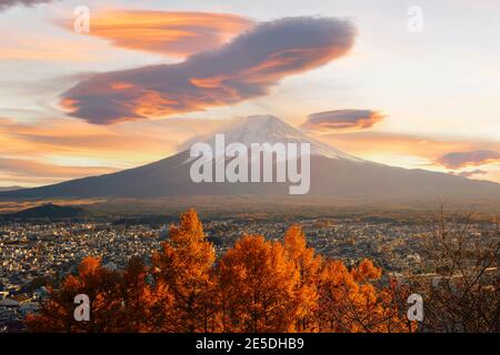 Mont Fuji au coucher du soleil avec un érable en premier plan, Honshu, Japon Banque D'Images