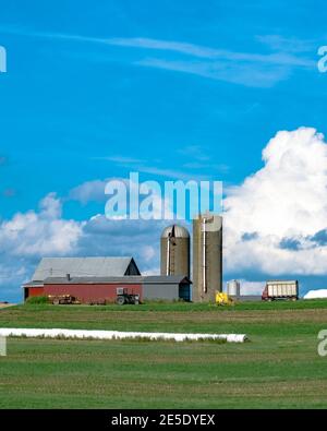 Granges et silos d'une ferme laitière sur une colline avec champs de maïs émergent et ciel bleu et nuages Banque D'Images