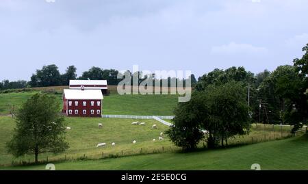 Paysage avec grange rouge et bétail dans la campagne de l'Ohio Banque D'Images