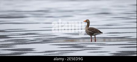 L'OIE du Graylag (Anser anser) se tenant seule sur un lac gelé avec une couverture de neige fraîche, Bade-Wurtemberg, Allemagne Banque D'Images