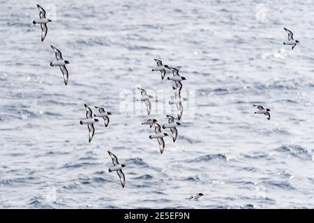 Le cap Petrels (Pintados) survole dans une formation, en suivant derrière un navire dans l'océan Austral, près de la péninsule antarctique Banque D'Images