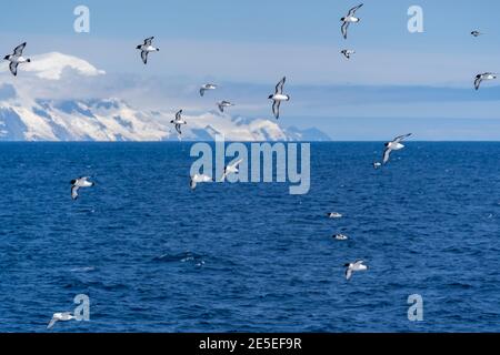 Cape Petrels (Pintados) avec quelques Fulmars du Sud (Antarctique) survolez un navire dans l'océan Austral près de la péninsule Antarctique, avec un grand glac Banque D'Images