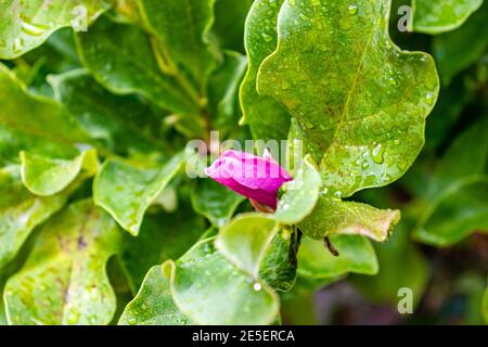 Fleur de magnolia sortant du bourgeon après une lumière pluie Banque D'Images