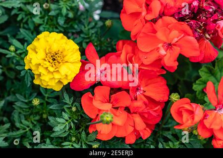 Domination dynamique - un jaune solitaire ou un bouquet de fleurs rouges? Banque D'Images