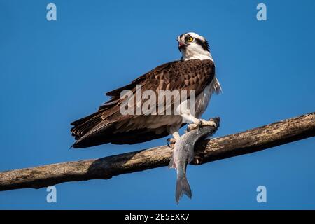 Un Osprey occidental (Pandion haliatus) ayant un grand dîner de poisson contre un beau ciel bleu. Banque D'Images