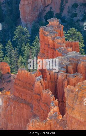 Lumière du matin sur les hoodoos et les arbres, parc national de Bryce Canyon, Utah Banque D'Images