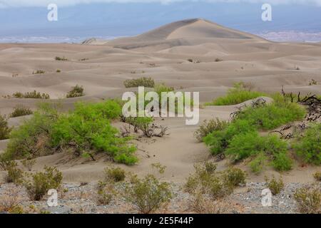 Vie dans le désert, dunes de sable de Mesquite Flat, parc national de la Vallée de la mort, Californie Banque D'Images
