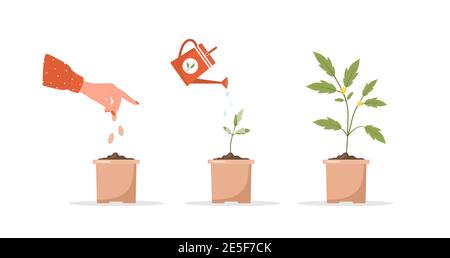 Phases de croissance des semis dans le pot. Stades de croissance de la plante de la pousse aux légumes. Illustration vectorielle de style dessin animé plat. Pépinière de plantes domestiques Illustration de Vecteur