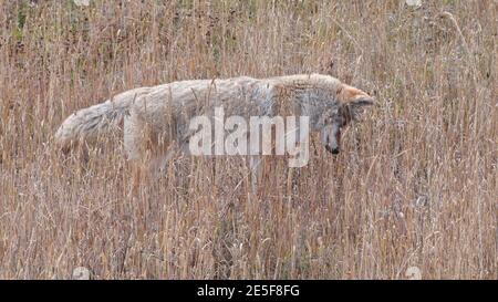 gros plan d'un coyote à l'écoute de proies dans le parc national de yellowstone, wyoming, états-unis Banque D'Images