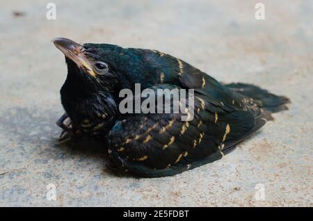 Le nom d'oiseau ou scientifique de Koel asiatique est Eudynamique Scolopaceus. Banque D'Images