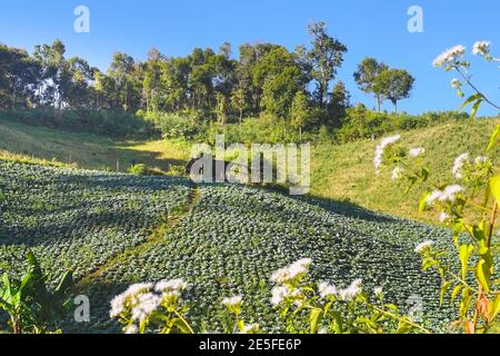 Plantation de cabanes en montagne dans la province de Mae Hong son, en Thaïlande. Banque D'Images